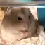 みいのプロフィール画像