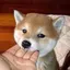 めぐのプロフィール画像