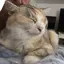 ぱるみみのプロフィール画像