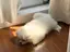 かなこのプロフィール画像
