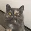 たかあいのプロフィール画像