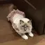 メルのプロフィール画像