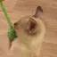ぽぽのプロフィール画像