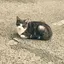 aazuのプロフィール画像