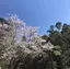 桃子のプロフィール画像