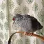 ゆのプロフィール画像