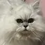 ささきのプロフィール画像