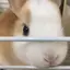 いのうえのプロフィール画像