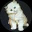 目黒区のプロフィール画像