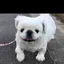 ぽんちゃんのプロフィール画像