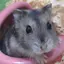 Peachのプロフィール画像