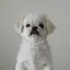 さーのプロフィール画像