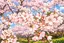 マロニーのプロフィール画像