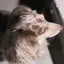 cのプロフィール画像