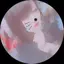 たまのプロフィール画像