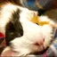 ゆたかのプロフィール画像