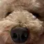 うずらのたまごのプロフィール画像