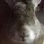 かほのプロフィール画像