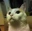 おかもとのプロフィール画像