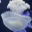あゆんこのプロフィール画像
