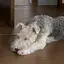 カズマのプロフィール画像