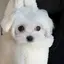 きゆのプロフィール画像