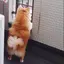 sheeのプロフィール画像