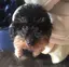 chiiのプロフィール画像