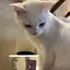 ひーのプロフィール画像