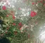 明日菜のプロフィール画像