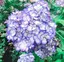 紫陽花のプロフィール画像