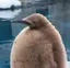 さりぼののプロフィール画像