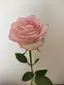 友里香のプロフィール画像