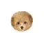umiのプロフィール画像