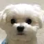 かのプロフィール画像