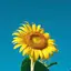 ひよこのプロフィール画像