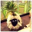 HONU♡のプロフィール画像
