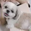 CHIEのプロフィール画像