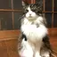 とんちんのプロフィール画像