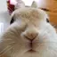 うさこのプロフィール画像