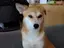 OCHASHIのプロフィール画像
