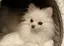 chiharuのプロフィール画像