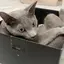 a.tのプロフィール画像