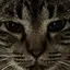 ねこのプロフィール画像