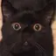 もげぴのプロフィール画像