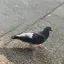 みみのプロフィール画像