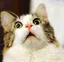 あよむのプロフィール画像