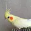 里香のプロフィール画像