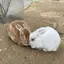 たまこのプロフィール画像