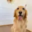飴玉のプロフィール画像
